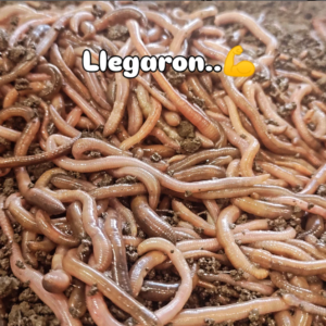 Lombrices porteñas /lombrices de Tandil