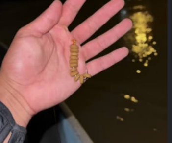 Comida para gatos en forma de pequeños aros - Imagen 3